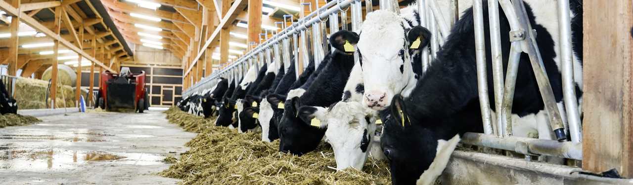 Kopfbild Stallheizungen